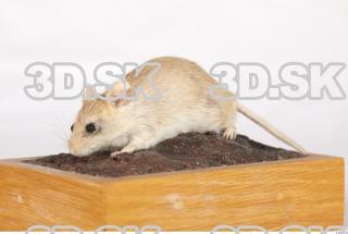 Mouse-Mus musculus 0003